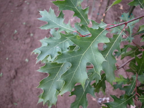 Northern Pin Oak : 3 Inch