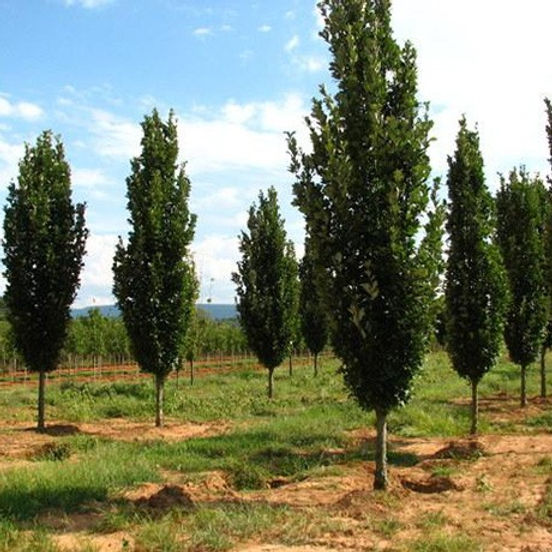 Regal Prince Oak : 4 Inch