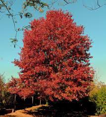 Northern Red Oak : 3 Inch