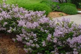 Dwarf Korean Lilac : 30 Inch
