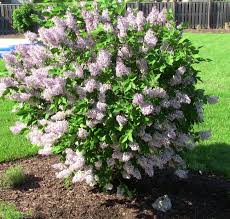 Miss Kim Lilac : 36 Inch