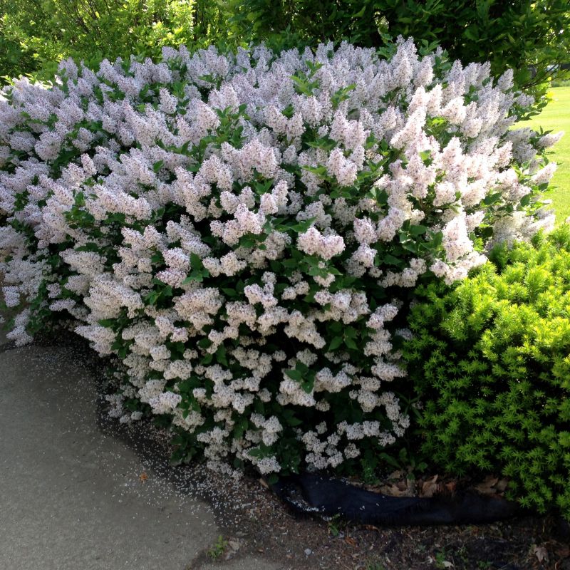 Miss Kim Lilac : 48 Inch