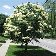 Ivory Silk Lilac : 2 Inch