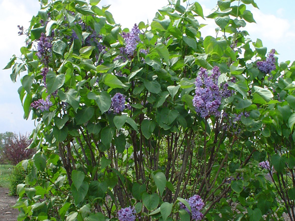 President Lincoln Lilac : 3 Foot