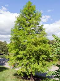 Common Bald Cypress : 3 Inch