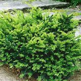 Dark Green Yew : 42 Inch