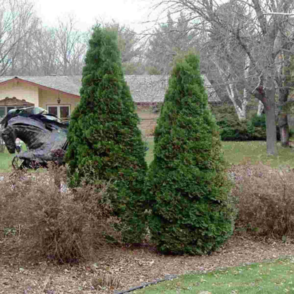 Holmstrup Arborvitae : 4 Foot