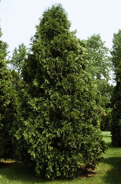 Dark Green Arborvitae : 9 Foot
