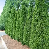 Emerald Green Arborvitae : 12 Foot
