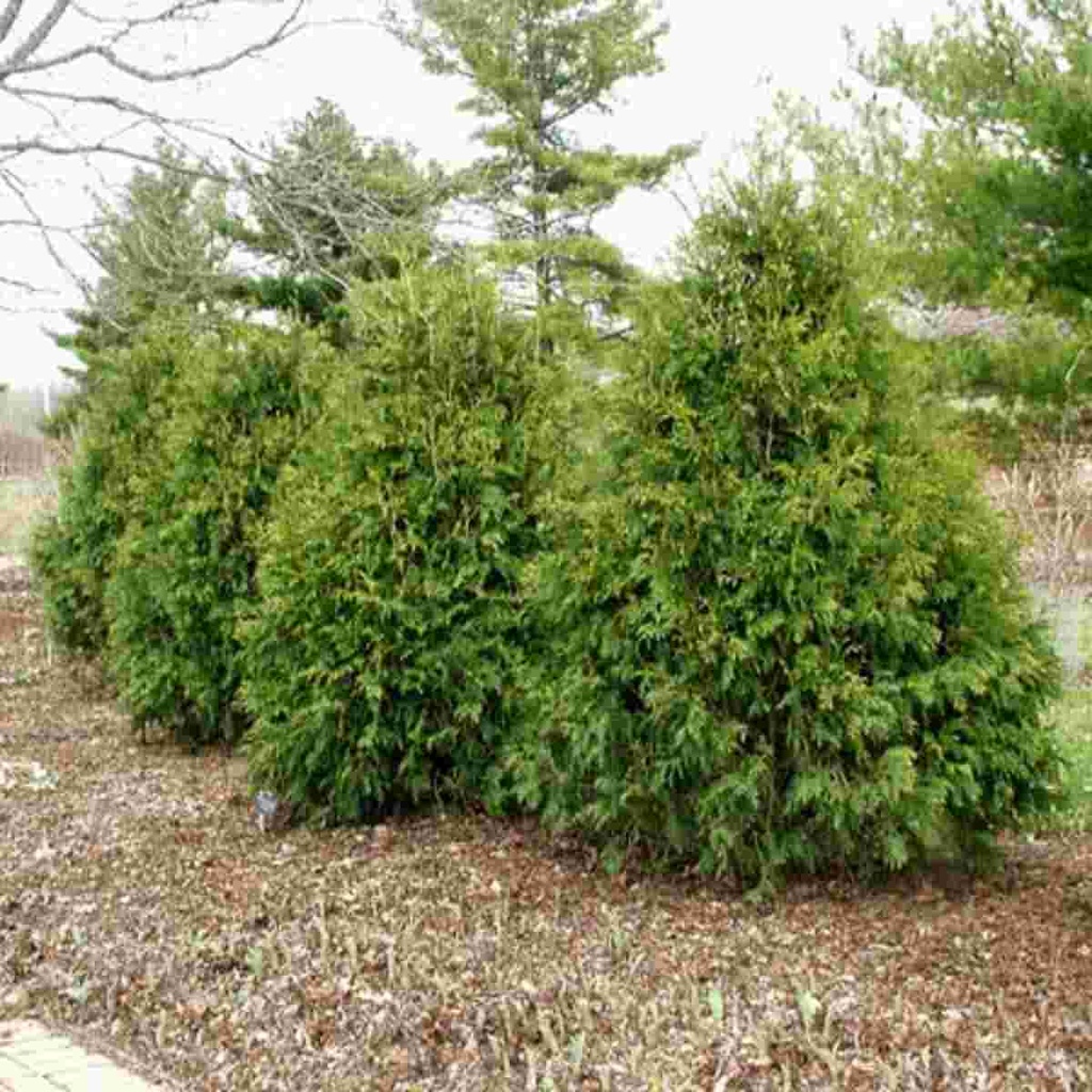 Techny Arborvitae : 9 Foot