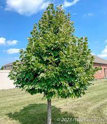 Redmond Linden : 4 Inch