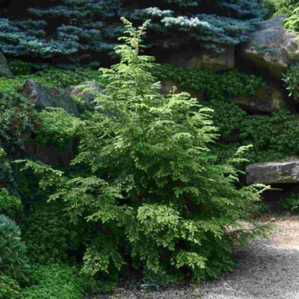 Canadian Hemlock : 6 Foot