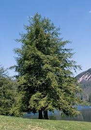 Canadian Hemlock : 10 Foot