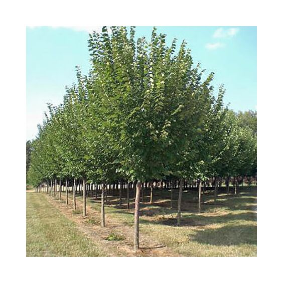 Princeton Elm : 2.5 Inch