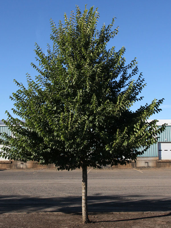 New Horizon Elm : 2.5 Inch