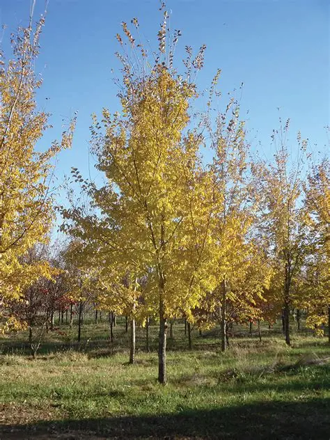 Patriot Elm : 3.5 Inch