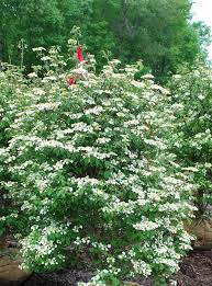 Mohican Viburnum : 4 Foot