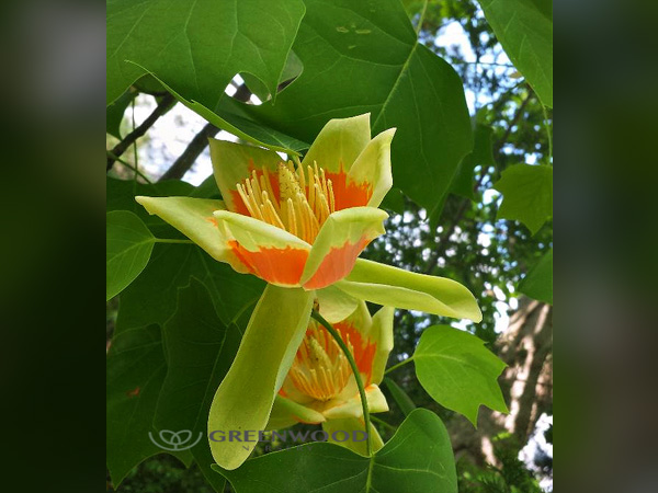 Tulip Tree : 2.5 Inch