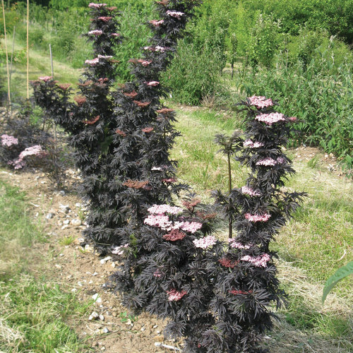 Black Lace ® Elderberry : 5 Gallon