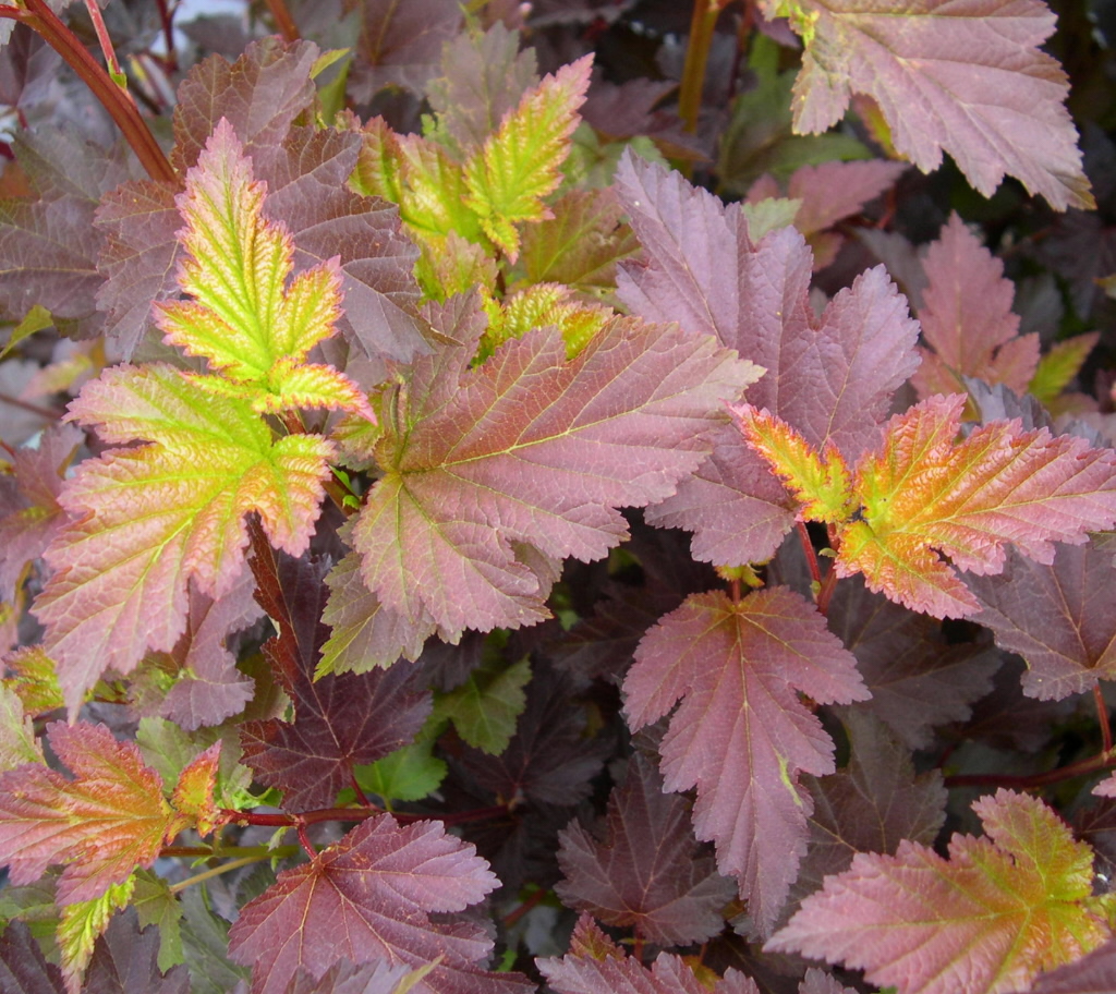 Center Glow Ninebark : 5 Gallon