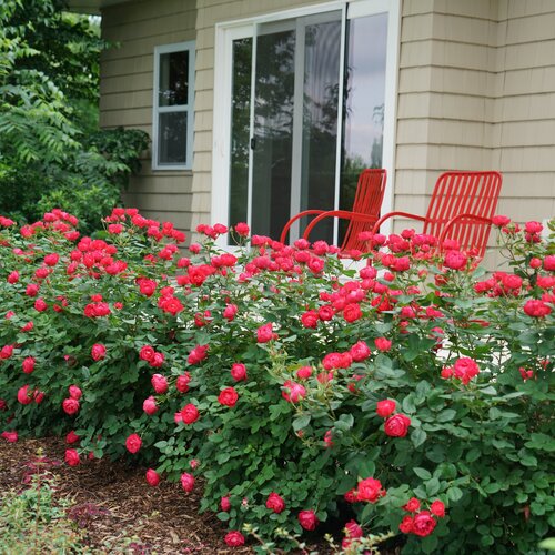 Oso Easy Double Red Rose ® PW : 3 Gallon