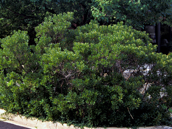 Silver Sprite Bayberry - Male ™ : 5 Gallon