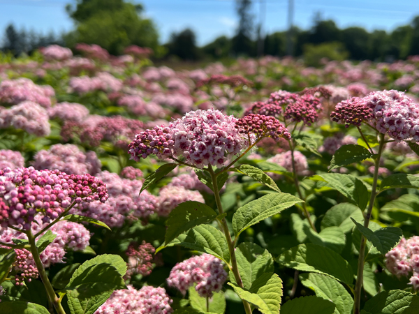 Pink-a-licious Spirea : 5 Gallon