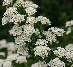 Royal Prince Spirea : 5 Gallon