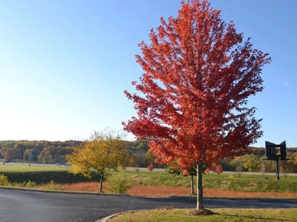 Autumn Blaze ® Maple : 2.5 Inch