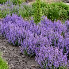 Cat's Pajamas Catmint : 1 Gallon
