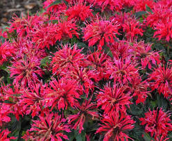 Cherry Pops Bee Balm : 1 Gallon