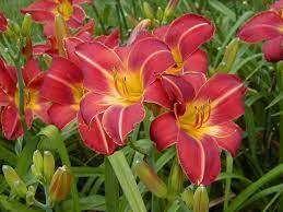 Chicago Fire Daylily : 1 Gallon