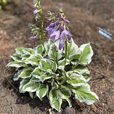 Diamonds are Forever Hosta : 1 Gallon