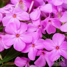 Phlox Forever Pink : 1 Gallon
