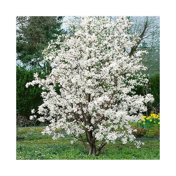 Merrill Magnolia : 4 Foot
