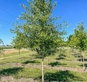 Heritage Birch ® : 2 Inch