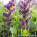 Twilite Prairieblues™ False Indigo : 2 Gallon