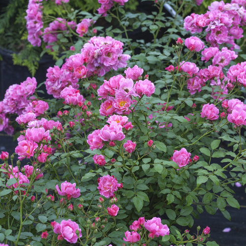 Oso Easy Double Pink Rose ® : 3 Gallon