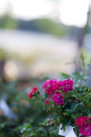 Red Drift Rose ® : 3 Gallon