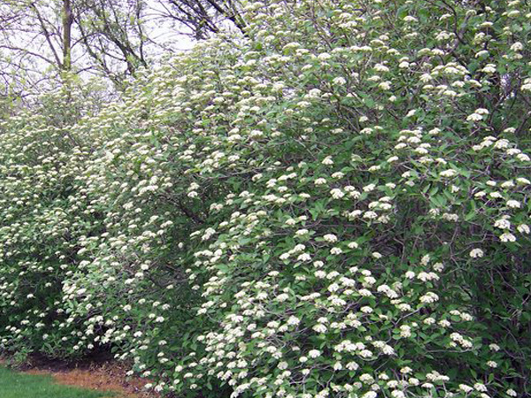 Mohican Wayfaring Tree : 10 Gallon