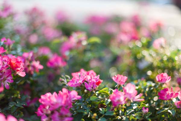 Coral Drift Rose ® : 3 Gallon