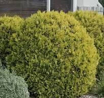 Golden Globe Arborvitae : 5 Gallon