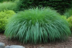Oak Sedge : 1 Gallon