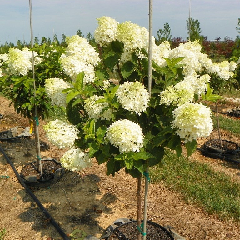 Phantom Hydrangea on STD : 15 Gallon