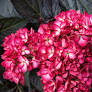 Eclipse Hydrangea ® : 3 Gallon
