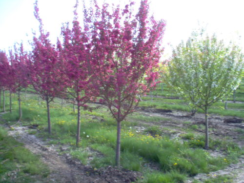 Purple Prince Crabapple : 1.5 Inch
