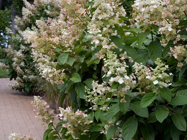 Tardiva Hydrangea : 5 Foot