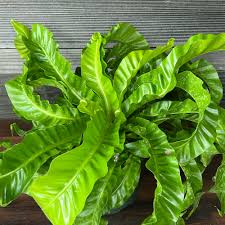 Birds Nest Fern : 4 Inch Pot