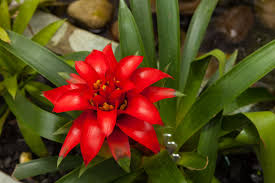 Bromeliad SW : 3 Inch Pot
