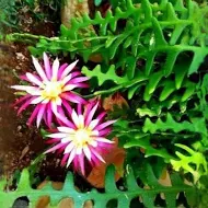 Cactus Epiphyllum Zig Zag : 6 Inch Pot